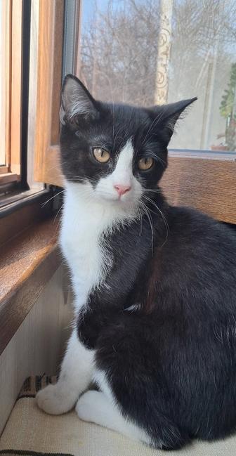 Котенок 4 месяца (девочка)