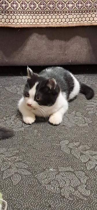 Котенок 2,5 месяца