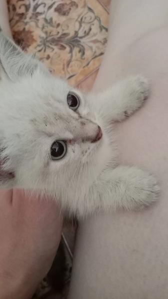 Отдам котенка в добрые руки
