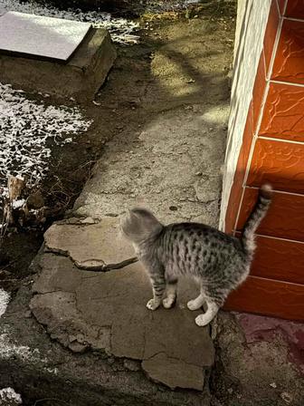 Отдам кошку в хорошие руки