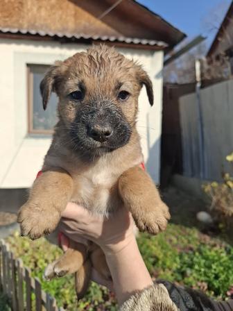Щеночек звоночек в поиске дома