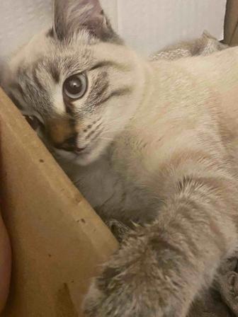Отдам кота в добрые руки!