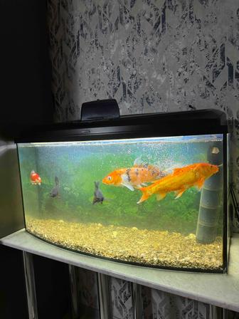 Аквариум с рыбами