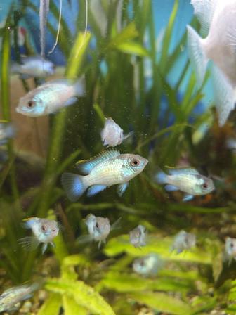 Аквариумные рыбки