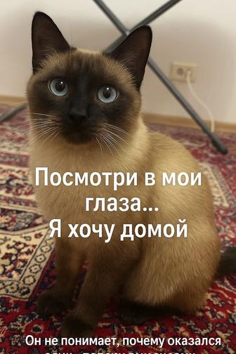 Ищем дом ласковому сиамскому котику