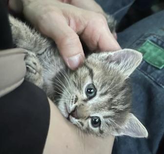 Котенок в добрые руки
