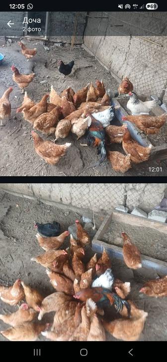 Продам кур срочно