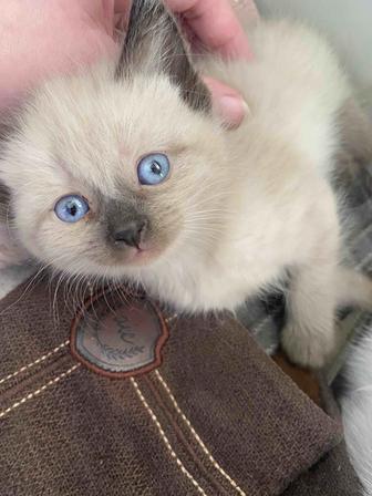 Котята