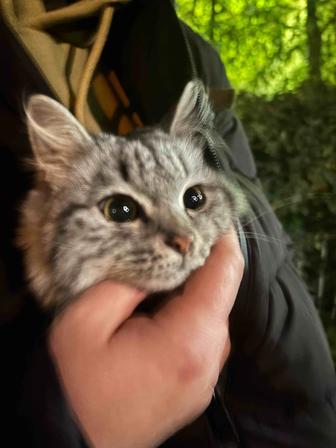 Котенок девочка породистая