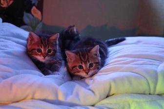 Котята породистые