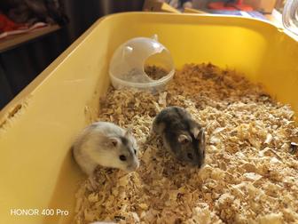 Джунгарских хомячки