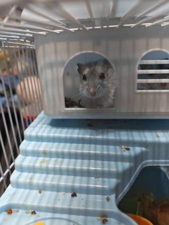 Джунгарских хомячки