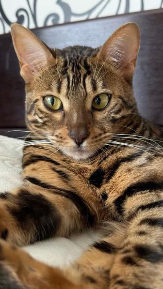 Передержка кошек