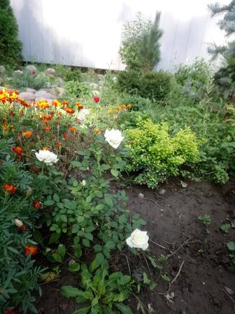 Розы бордюрные