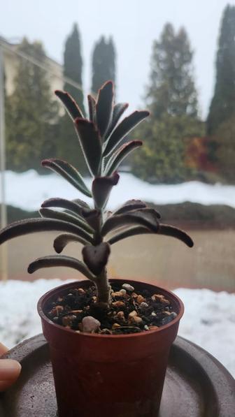 Продам комнатное растение.