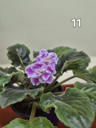 Фиалки сортовые