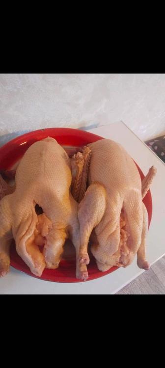 Продам мясо домашних гусей, уток, индейки