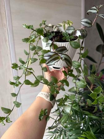 Продам комнатный цветок