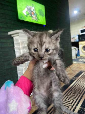 Продается котенок scottish страйт