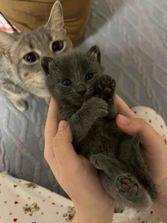 Котенок в добрые руки