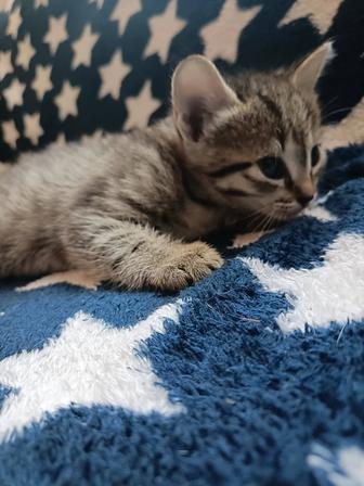 Отдам котят в хорошие руки