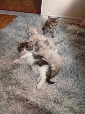 Отдам котят в хорошие руки бесплатно
