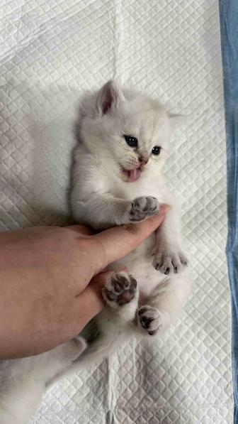 шотландские породистые котята