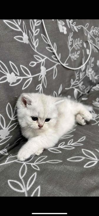 шотландские породистые котята