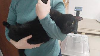 Отдам кота в добрые руки