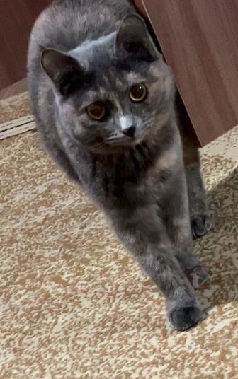 Отдам в добрые руки Кошку
