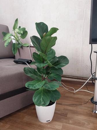 Продается фикус Лирата Бамбино