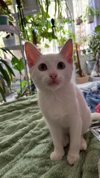 Кошки