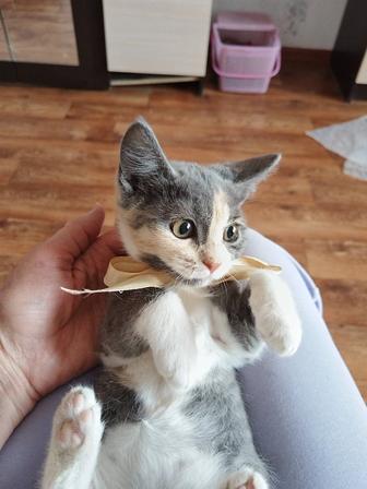 Кошечка Люси