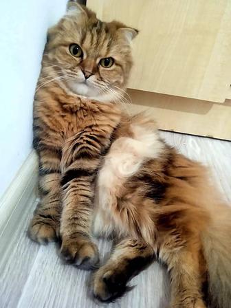 Отдаю кошку в добрые руки