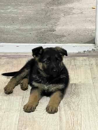 Алиментный щенок восточно-европейской овчарки