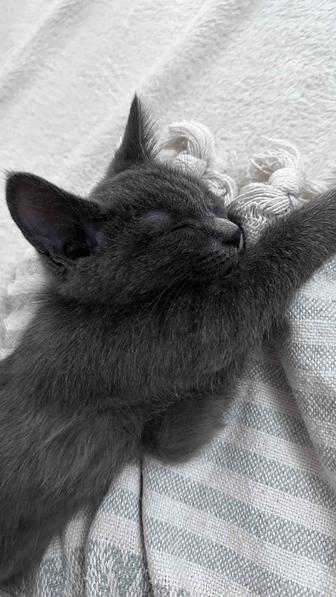 Отдам котенка