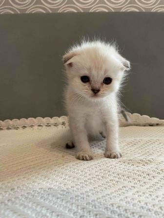 Шотландский вислоухий котенок