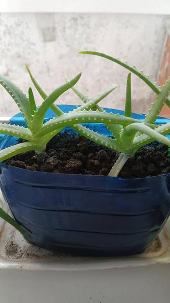 Комнатные растения