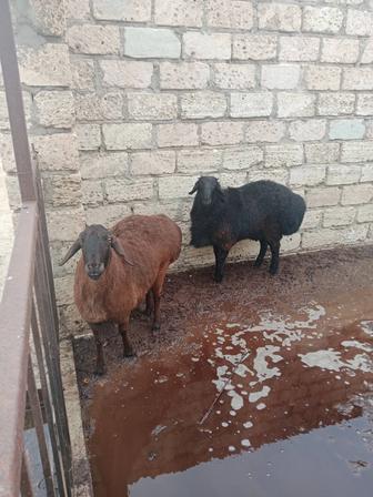 Гиссар буаз койлар сатылады.