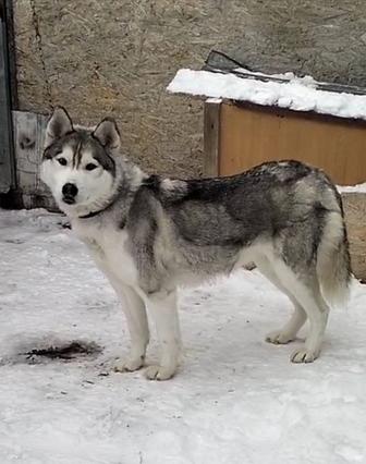 Отдам хаски,1 год