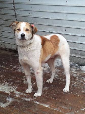 Отдам собаку 1,5 года