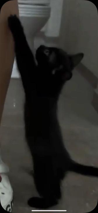 Котенок