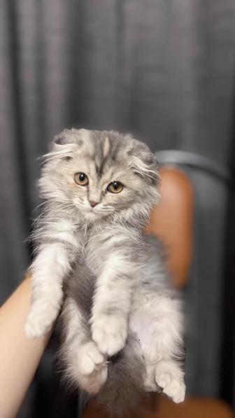 Породистая вислоухая кошка