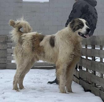 Продается тобет молодой супертяж