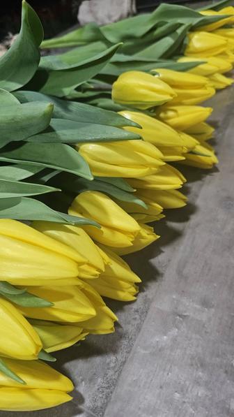 Тюльпаны оптом и в розницу, букеты, корпоративные заказы