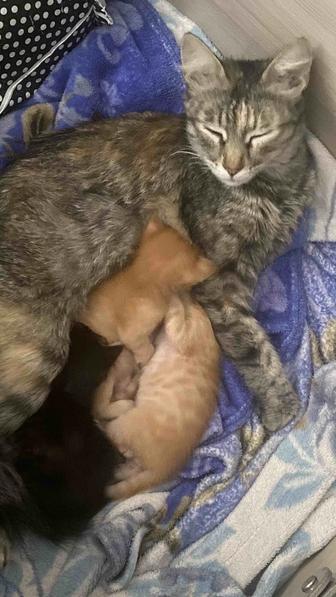 Отдам котят в хорошие и добрые руки