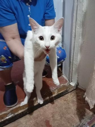 Отдам кота в добрые руки в частный сектор
