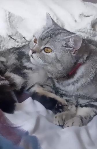 Животные кошка