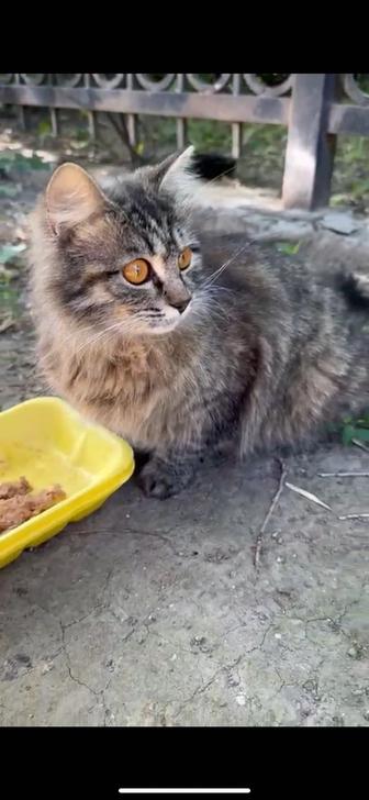 Отдадим кошечку в добрые руки