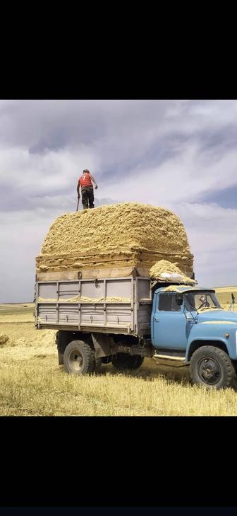 Кормления животные